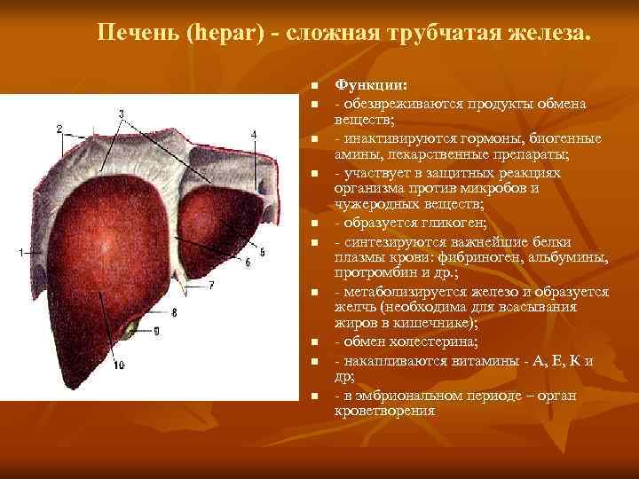Печень (hepar) - сложная трубчатая железа.    n  Функции:  