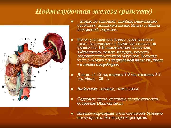 Поджелудочная железа (pancreas)   n вторая по величине, сложная альвеолярно   
