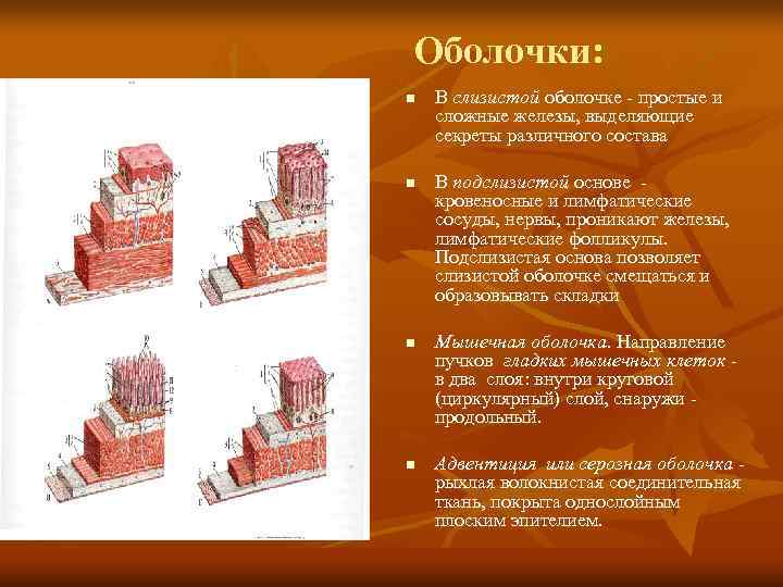 Оболочки: n  В слизистой оболочке  простые и сложные железы, выделяющие секреты различного
