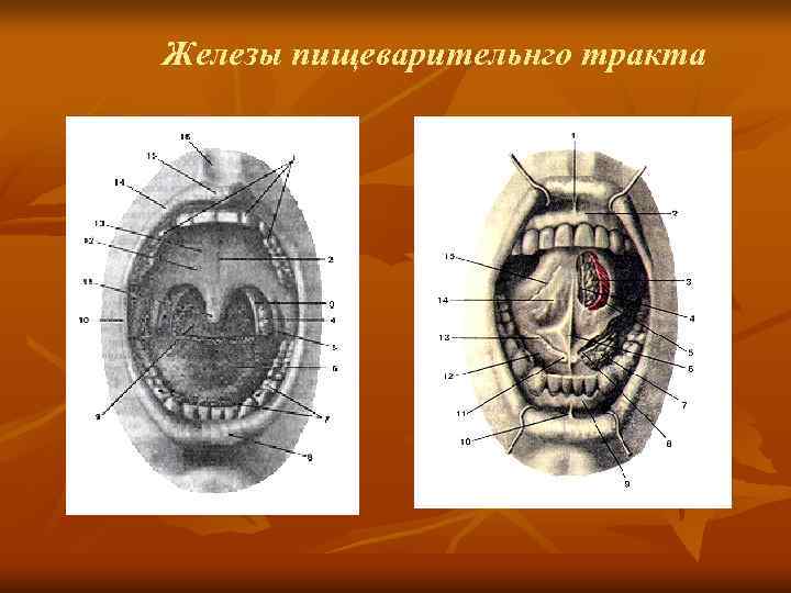 Железы пищеварительнго тракта 