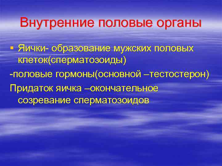  Внутренние половые органы § Яички- образование мужских половых  клеток(сперматозоиды) -половые гормоны(основной –тестостерон)