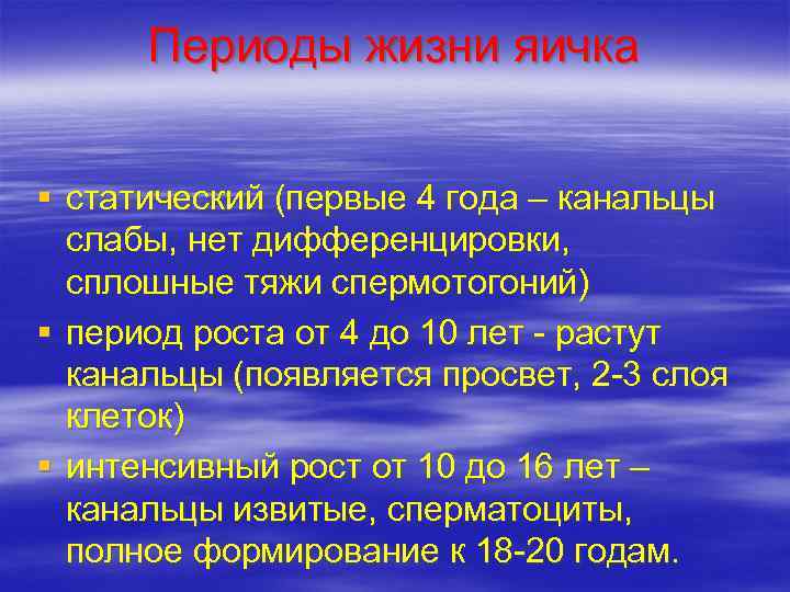  Периоды жизни яичка  § статический (первые 4 года – канальцы  слабы,