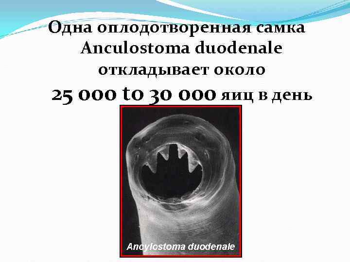 Одна оплодотворенная самка Anculostoma duodenale откладывает около 25 000 to 30 000 яиц Одна оплодотворенная самка Anculostoma duodenale откладывает около 25 000 to 30 000 яиц