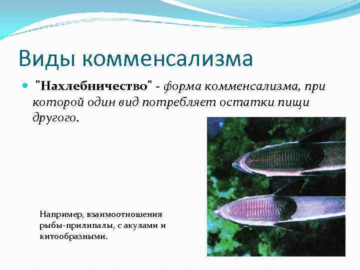 Виды комменсализма Виды комменсализма