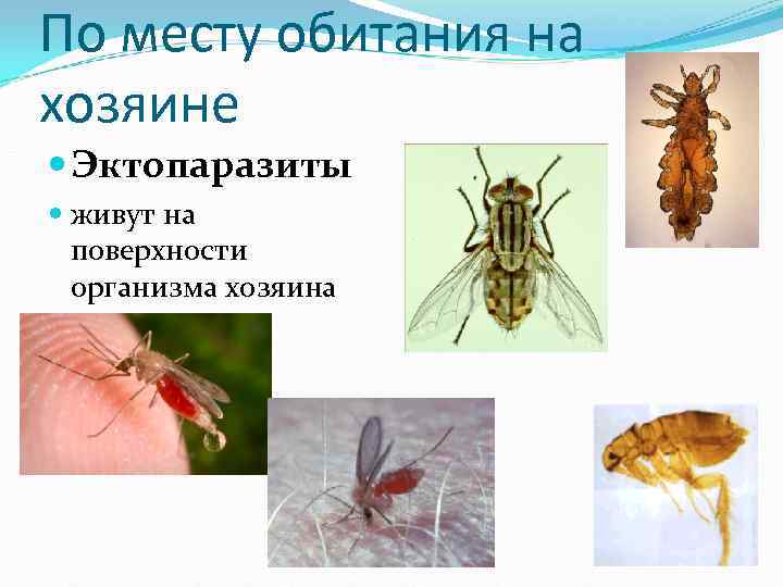 По месту обитания на хозяине Эктопаразиты живут на поверхности организма По месту обитания на хозяине Эктопаразиты живут на поверхности организма