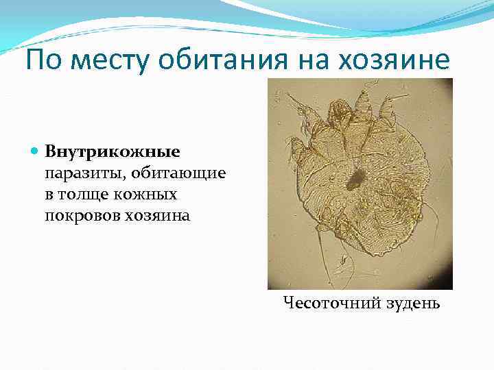По месту обитания на хозяине Внутрикожные паразиты, обитающие в толще кожных По месту обитания на хозяине Внутрикожные паразиты, обитающие в толще кожных