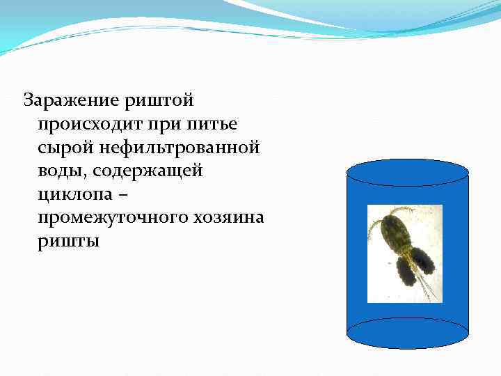Заражение риштой происходит при питье сырой нефильтрованной воды, содержащей циклопа Заражение риштой происходит при питье сырой нефильтрованной воды, содержащей циклопа