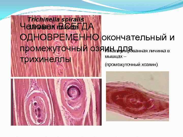 Медицинская паразитология презентация