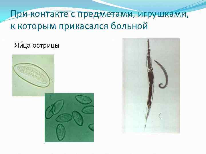 При контакте с предметами, игрушками, к которым прикасался больной Яйца острицы При контакте с предметами, игрушками, к которым прикасался больной Яйца острицы