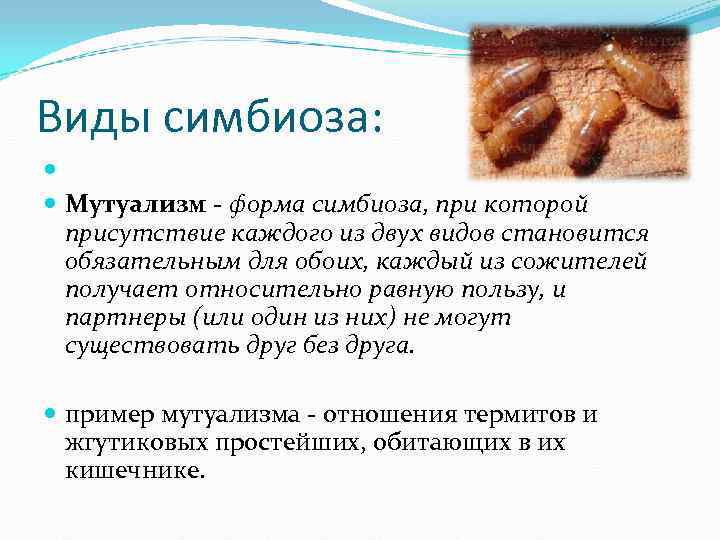 Формы симбиоза схема