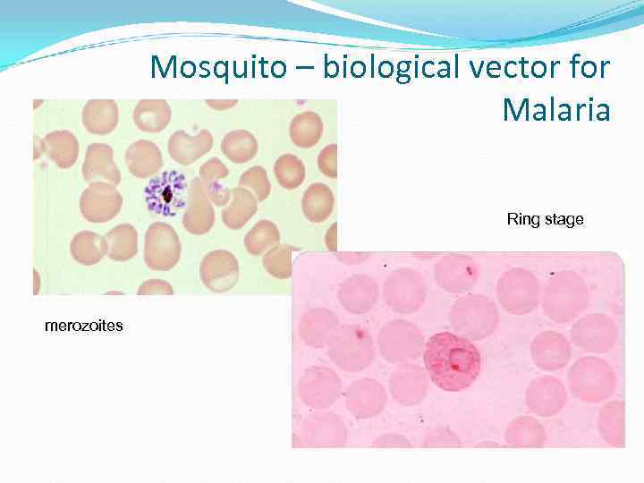Mosquito – biological vector for Mosquito – biological vector for