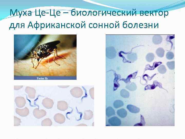 Муха Це-Це – биологический вектор для Африканской сонной болезни Муха Це-Це – биологический вектор для Африканской сонной болезни