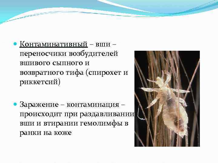Контаминативный – вши – переносчики возбудителей вшивого сыпного и возвратного Контаминативный – вши – переносчики возбудителей вшивого сыпного и возвратного