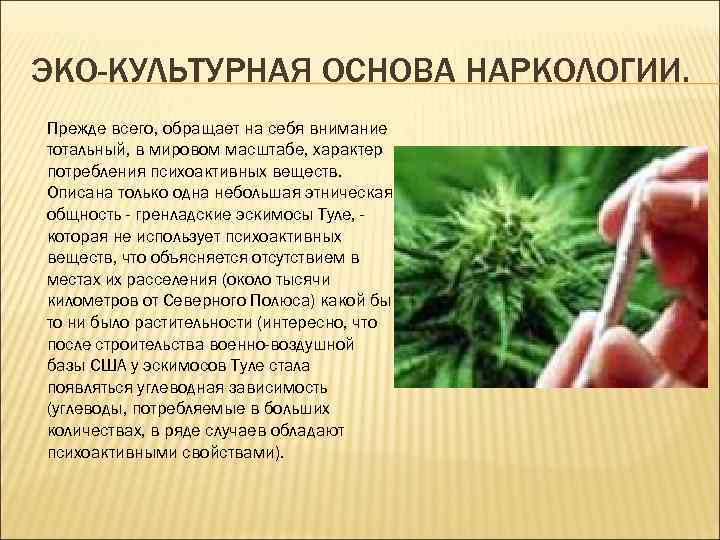 ЭКО-КУЛЬТУРНАЯ ОСНОВА НАРКОЛОГИИ. Прежде всего, обращает на себя внимание тотальный, в мировом масштабе, характер