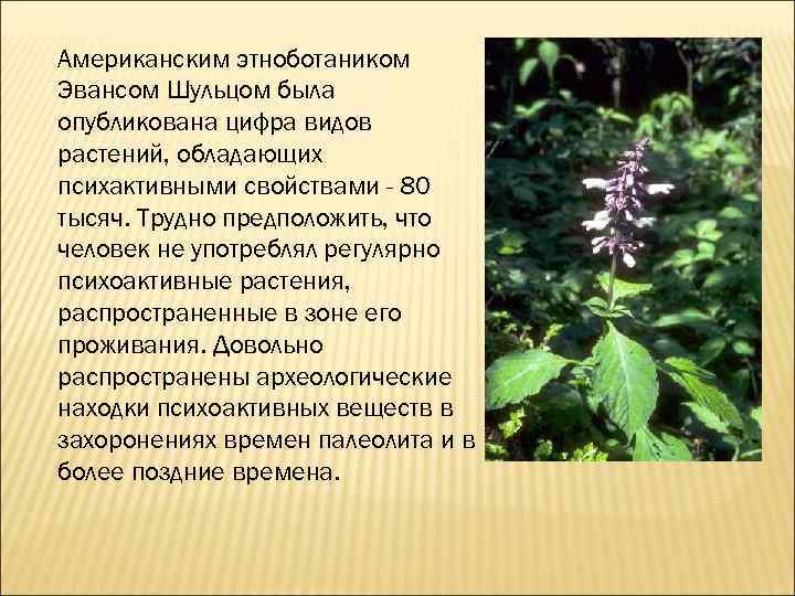 Американским этноботаником Эвансом Шульцом была опубликована цифра видов растений, обладающих психактивными свойствами - 80