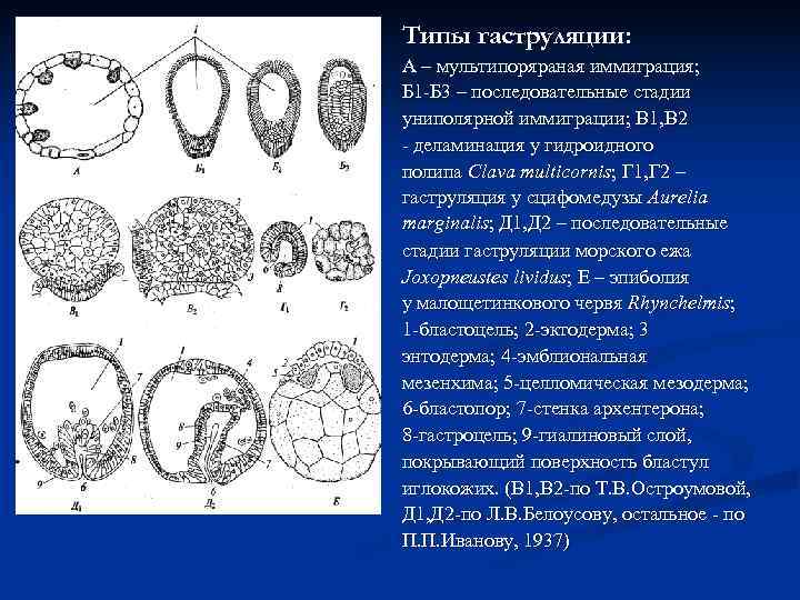Типы гаструляции: А – мультипоряраная иммиграция; Б 1 -Б 3 – последовательные стадии униполярной