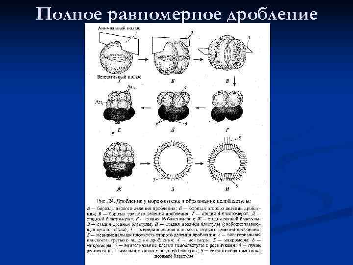 Дробление зиготы гаструляция метаморфоз