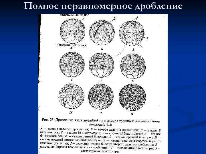 Неполное дробление. Борозды дробления бластомеры. Неполное дискоидальное дробление. Равномерное и неравномерное дробление зиготы. Дробление зиготы земноводных.