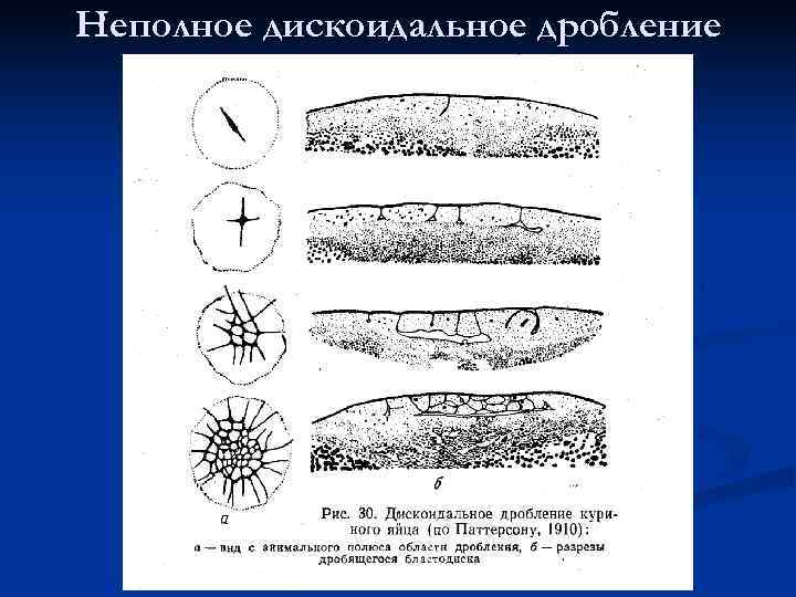 Неполное дробление