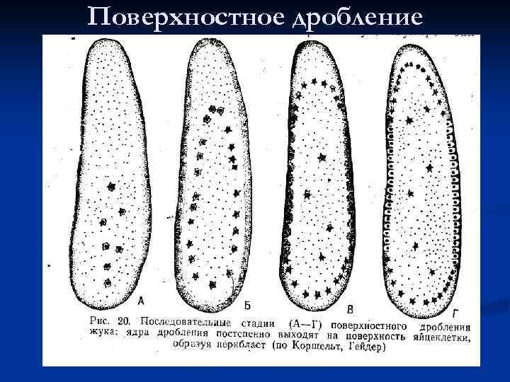 Тема дробление. Неполное дискоидальное дробление. Неполное поверхностное дробление характерно. Частичное дискоидальное дробление поверхностное дробление. Частичное поверхностное дробление характерно для.