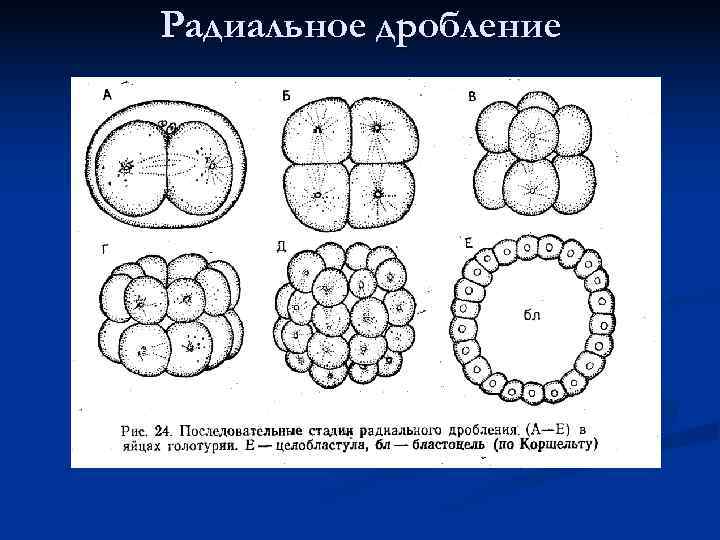 Структура дробления