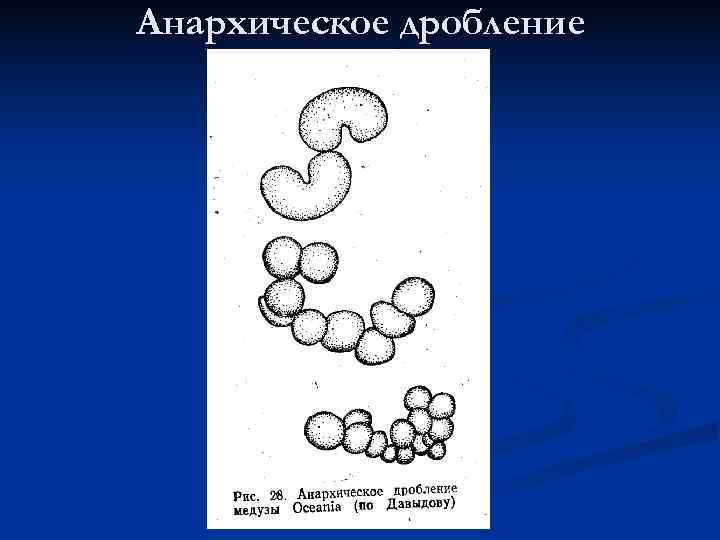 Тема дробление. Анархическое дробление. Анархическое дробление характерно для. Спиральное дробление. Анархическая дробление характерно для кого.