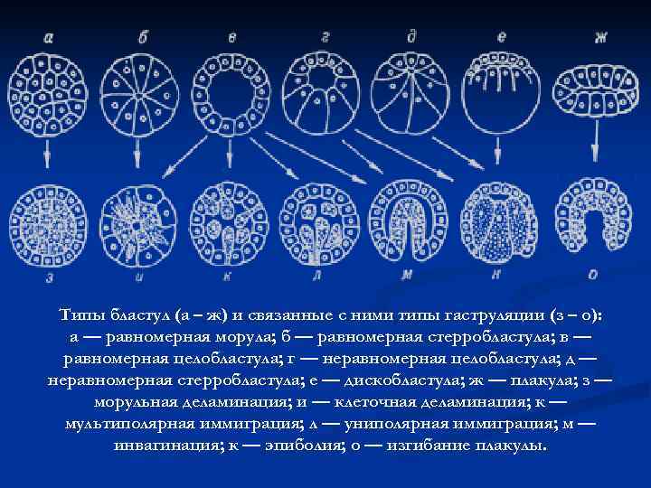 Тема дробление. Типы бластул. Типы дробления. Типы бластул и связанные с ними типы гаструляции. Строение стерробластула.