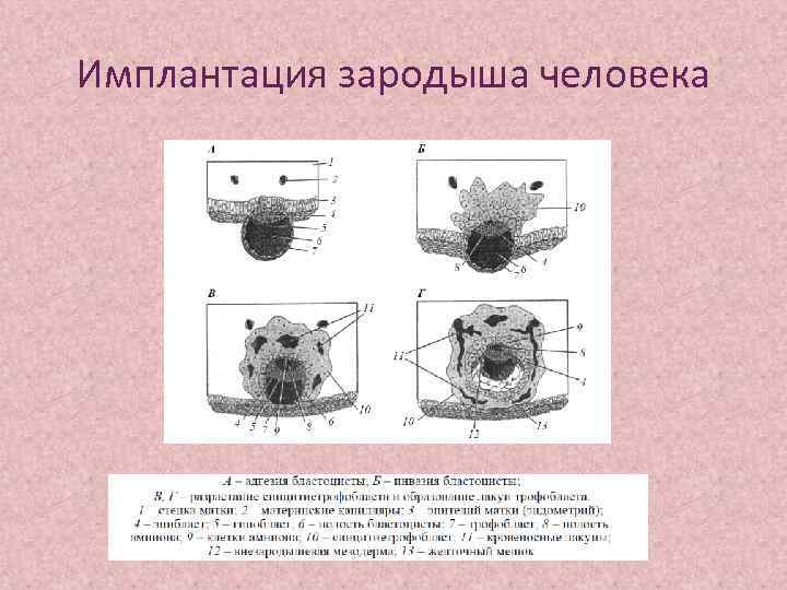 Признаки имплантации эмбриона