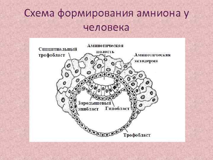 На рисунке иллюстрирующем развитие зародыша птицы провизорные органы отмечены цифрами