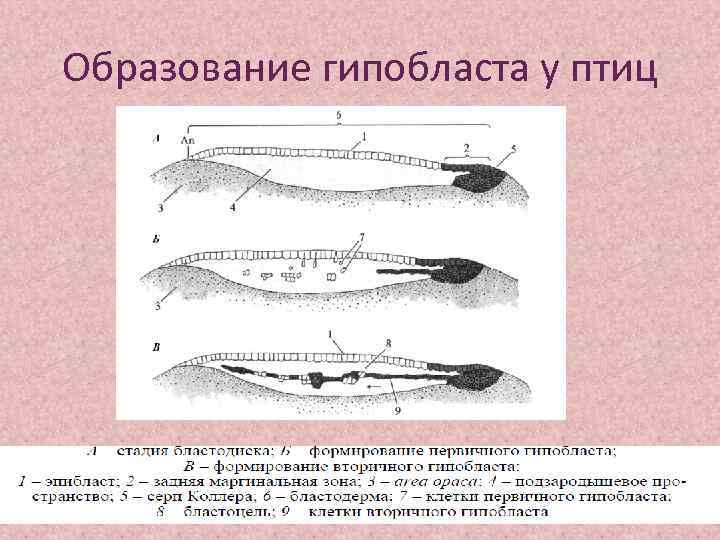 Образование гипобласта у птиц 
