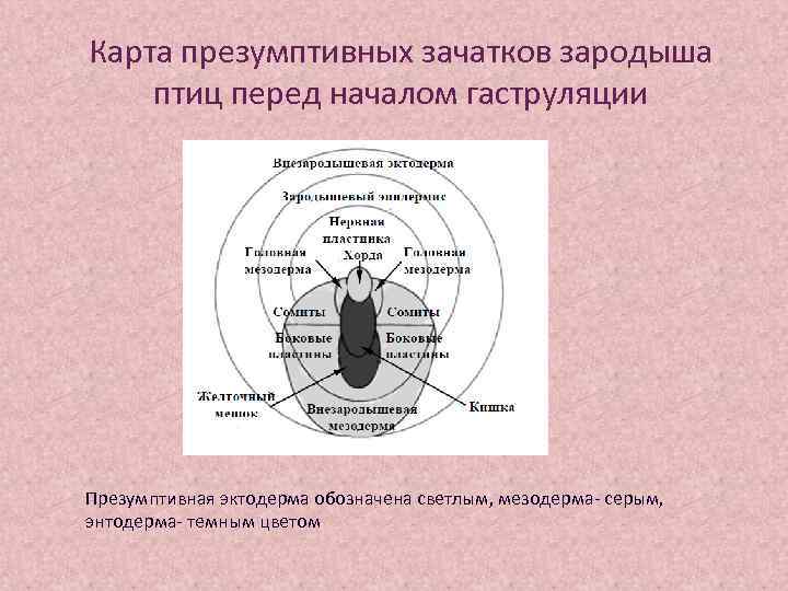 Карта презумптивных зачатков птиц