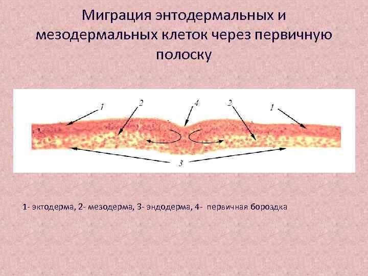   Миграция энтодермальных и  мезодермальных клеток через первичную   полоску 1