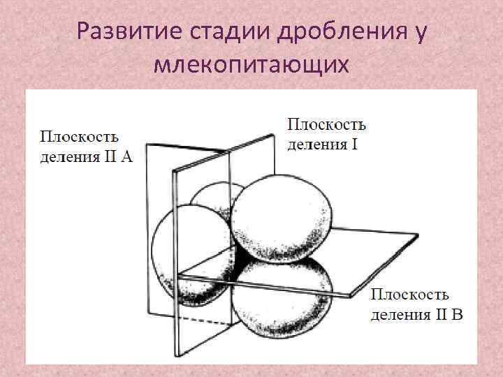 3 стадии дробления. Какой Тип дробления у млекопитающих. Особенности дробления млекопитающих. Локализация процесса дробления у млекопитающих. Спиральное дробление.