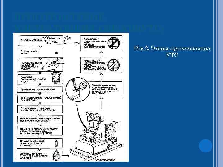 ПРИГОТОВЛЕНИЕ УЛЬТРАТОНКИХ СРЕЗОВ(УТС)     Рис. 2. Этапы приготовления   