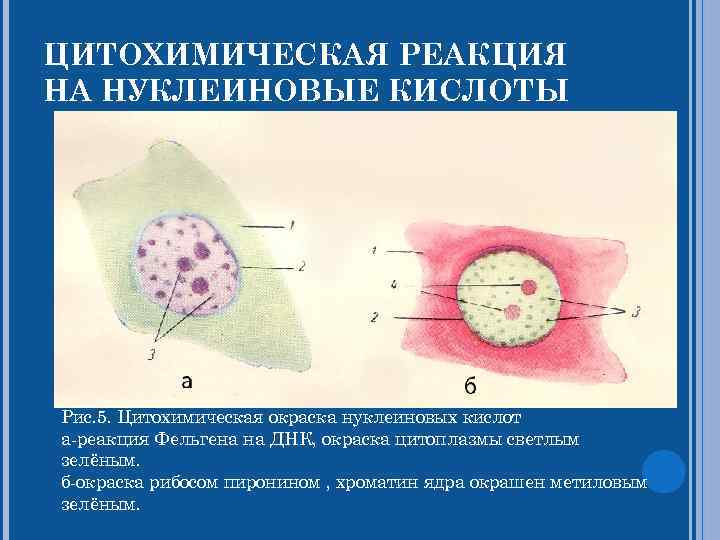 ЦИТОХИМИЧЕСКАЯ РЕАКЦИЯ НА НУКЛЕИНОВЫЕ КИСЛОТЫ Рис. 5. Цитохимическая окраска нуклеиновых кислот а-реакция Фельгена на