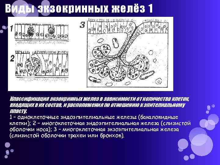 Виды экзокринных желёз 1 Классификация экзокринных желез в зависимости от количества клеток, входящих в