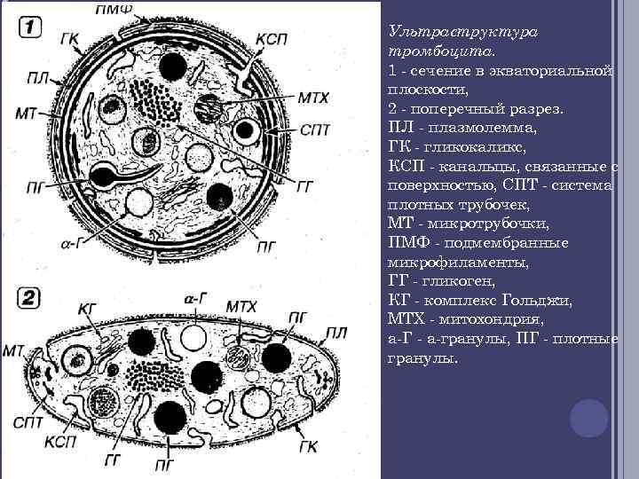 Строение тромбоцитов. Тромбоциты гистология гиаломер. Строение тромбоцита гистология. Ультраструктура тромбоцита. Тромбоциты строение клетки.