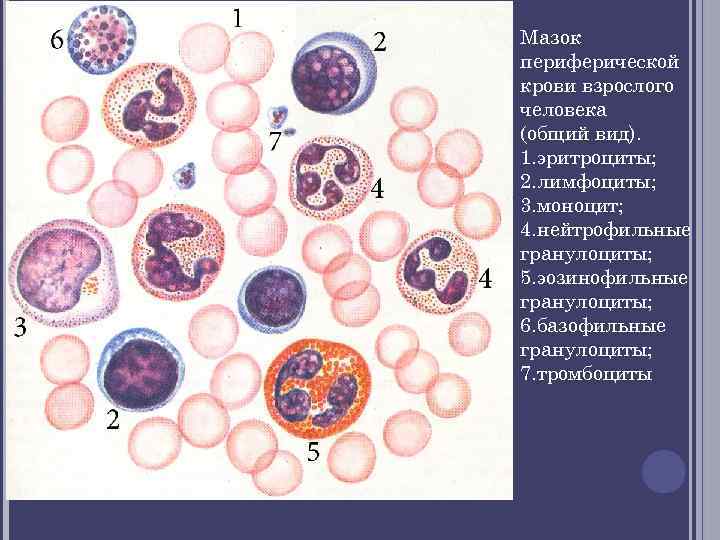 Мазок периферической крови взрослого человека (общий вид). 1. эритроциты; 2. лимфоциты; 3. моноцит; 4.