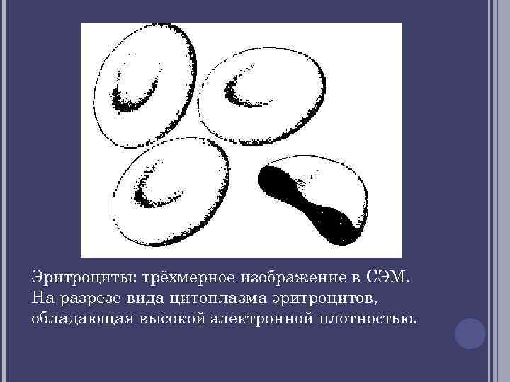 Эритроциты: трёхмерное изображение в СЭМ. На разрезе вида цитоплазма эритроцитов, обладающая высокой электронной плотностью.