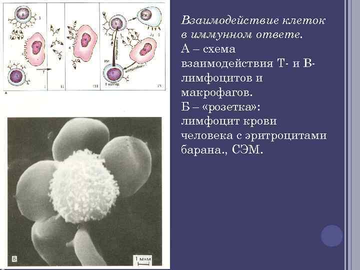 Взаимодействие клеток в иммунном ответе. А – схема взаимодействия Т- и В- лимфоцитов и