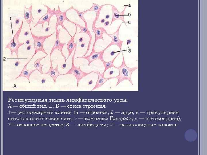 Лимфатический узел препарат гистология рисунок