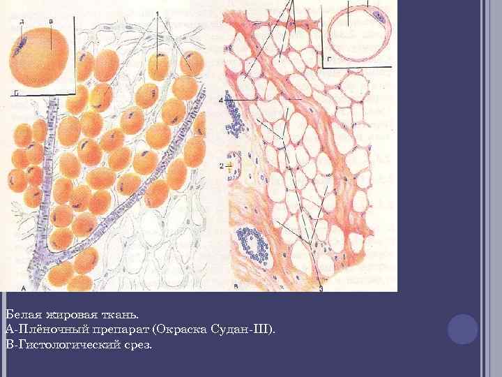 Белая жировая ткань рисунок