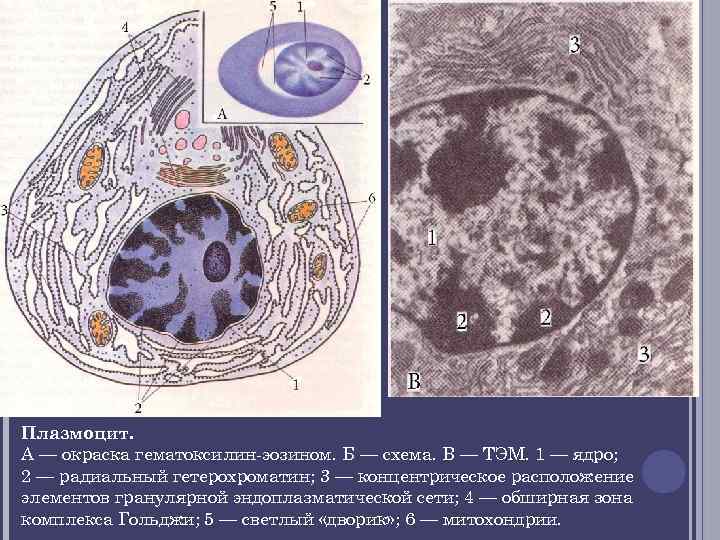 Схема строения плазмоцита