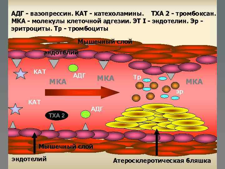АДГ - вазопрессин. КАТ - катехоламины. TXA 2 - тромбоксан. MKA - молекулы клеточной