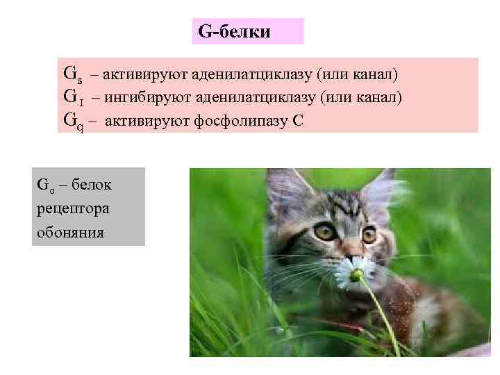      G-белки Gs – активируют аденилатциклазу (или канал)  G