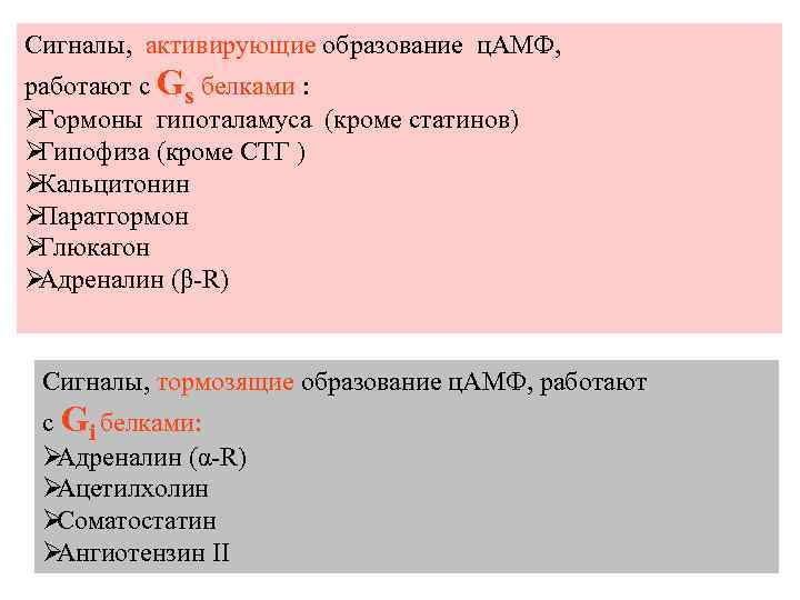 Сигналы,  активирующие образование ц. АМФ,  работают с Gs белками : ØГормоны гипоталамуса