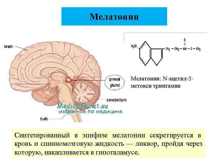      Мелатонин: N-ацетил-5 -      метокси