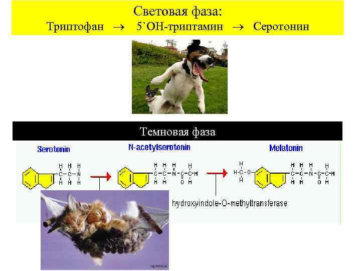     Световая фаза: Триптофан  5`ОН-триптамин  Серотонин   