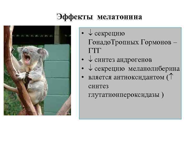 Эффекты мелатонина  •  секрецию  Гонадо. Тропных Гормонов –   ГТГ