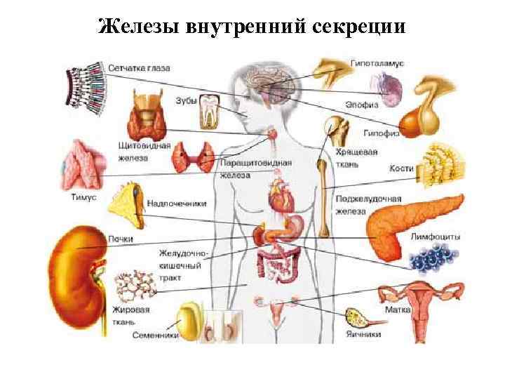 Железы внутренний секреции 
